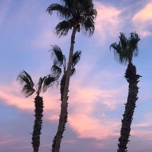 Meet your Posher, Cat